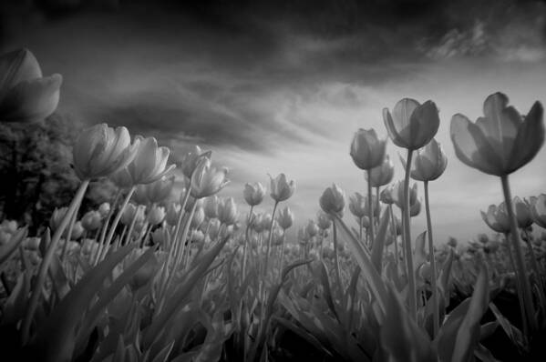 Mono Art Print featuring the photograph Tulips by Franke De Jong