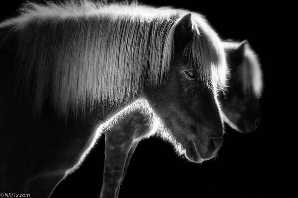 Horses Art Print featuring the photograph Two Beautiful Horses by Nic Keller