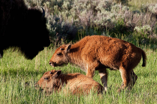 أخلاق الطاقة bisons how many calves in a lifetime - paulandmickiechristian.com