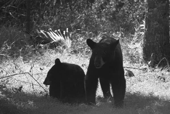Florida Art Print featuring the photograph Two Black Bears by Lindsey Floyd