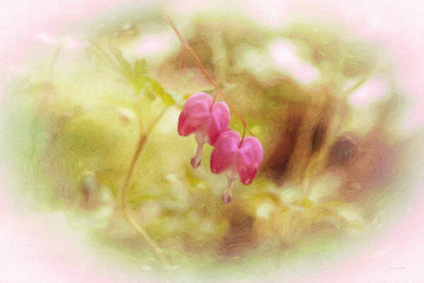Flower Art Print featuring the photograph Two Bleeding Hearts by Diane Lindon Coy