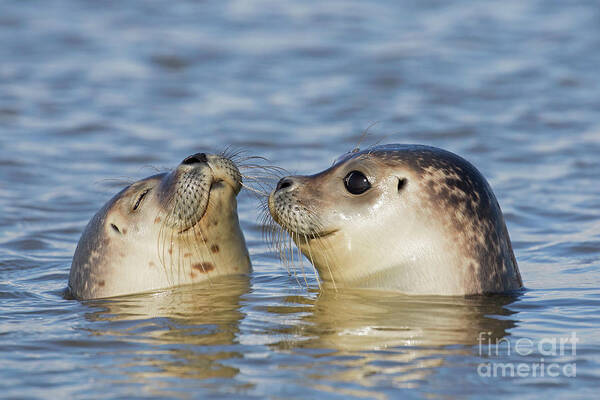 Two Art Print featuring the photograph Two Common Seals by Arterra Picture Library