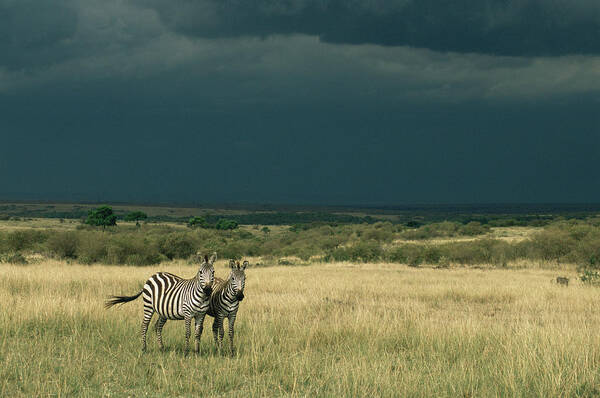 Kenya Art Print featuring the photograph Two Common Zebras Equus Quagga At by James Warwick