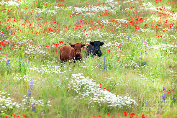 Cows Art Print featuring the photograph Two Norfolk cows in wild flower meadow by Simon Bratt
