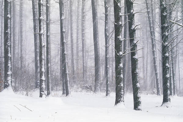 Tranquility Art Print featuring the photograph Usa, Maryland, Loch Raven, Snow Covered by Tony Sweet