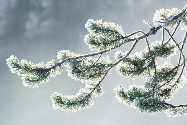 Outdoors Art Print featuring the photograph Usa, Wyoming, Frost Covered Evergreen by Art Wolfe