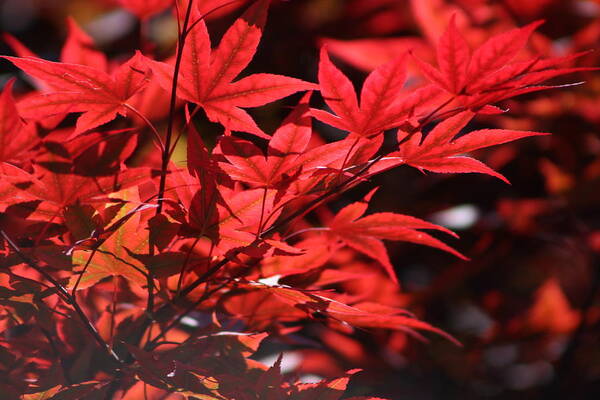 Japanese Maple Art Print featuring the photograph Venetian Red Japanese Maple Tree Branch by Colleen Cornelius