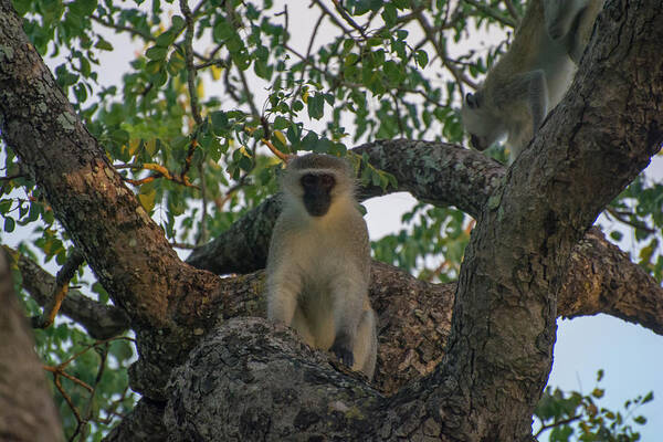 Monkey Art Print featuring the photograph Vervet Monkey in a Tree by Mark Hunter