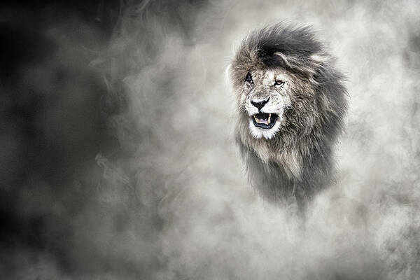 Lion Art Print featuring the photograph Vulnerable African Lion In The Dust by Good Focused