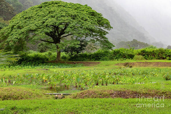 Nobody Art Print featuring the photograph Waipi'o Valley by Jim West/science Photo Library