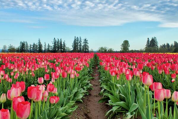 Tulip Art Print featuring the photograph Walk In The Tulips by Brian Eberly