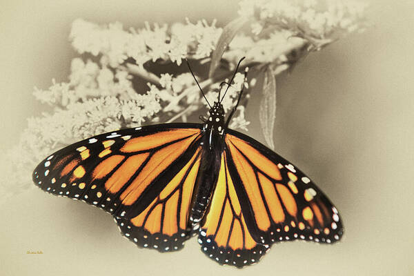 Monarch Butterfly Art Print featuring the mixed media Wandering Migrant Monarch Butterfly by Christina Rollo