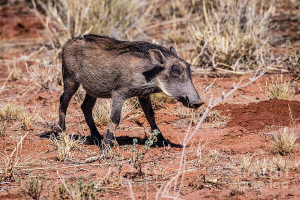 Warthog Art Print featuring the photograph Warthog, Namibia by Lyl Dil Creations