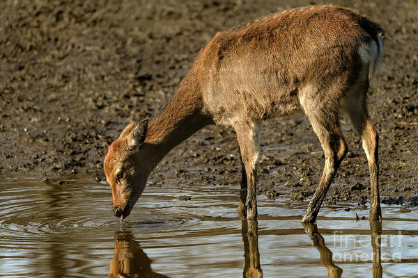 Deer Art Print featuring the photograph Water is life by Sam Rino