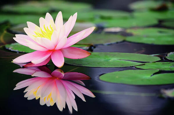 Taiwan Art Print featuring the photograph Water Lily In Lake by Anakin Tseng