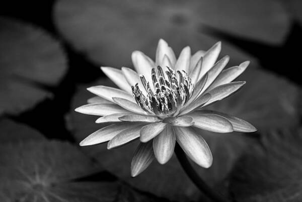 Water Lily Art Print featuring the photograph Water Lily by Makihiko Hayama