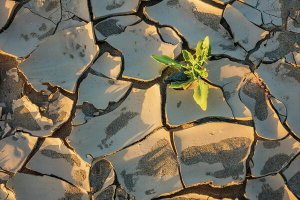 Estock Art Print featuring the digital art Weed Growing Out Of Parched Earth by Manfred Bortoli