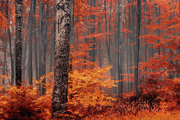 Mist Art Print featuring the photograph Welcome To Orange Forest by Evgeni Dinev