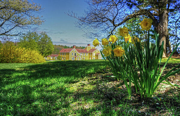 Colonial Art Print featuring the photograph Wentworth Daffodils by Wayne Marshall Chase
