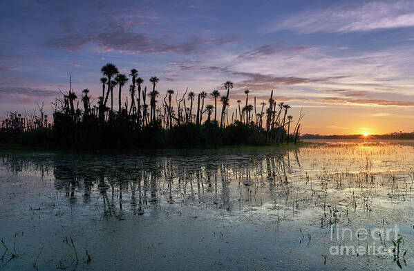 A Vibrant Sunrise In The Beautiful Natural Surroundings Of Orlando Wetlands Park In Central Florida. The Park Is A Large Marsh Area Which Is Home To Numerous Birds Art Print featuring the photograph Wetland Beauty by Brian Kamprath