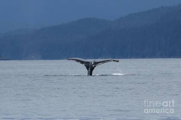 Animal Art Print featuring the photograph Whale of a Tail by World Reflections By Sharon