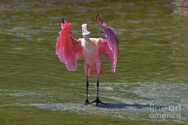 Roseate Spoonbill Art Print featuring the photograph What's Up by Liz Grindstaff