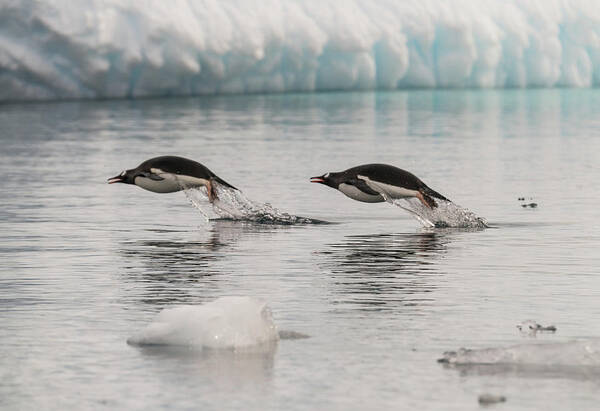 Penguins Art Print featuring the photograph When Penguins Fly by Alex Lapidus