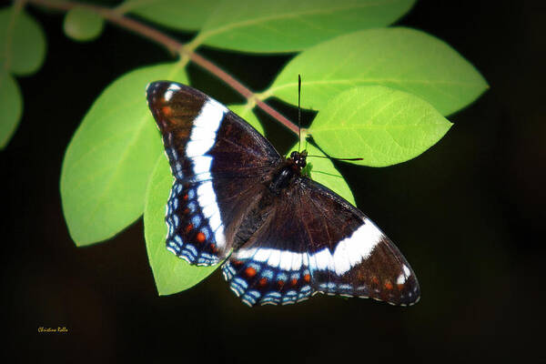 Butterfly Art Print featuring the photograph White Admiral Butterfly by Christina Rollo