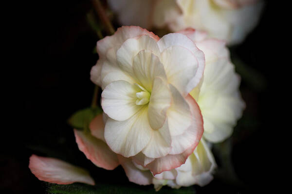 White Begonia Art Print featuring the photograph White Begonia by Shelby Erickson