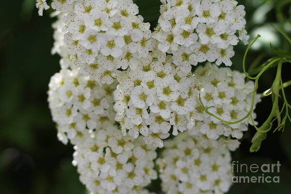 White Bliss Art Print featuring the photograph White Bliss by Barbra Telfer