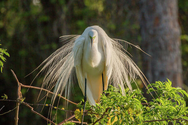 White Egret Art Print featuring the photograph White Egret by Dorothy Cunningham