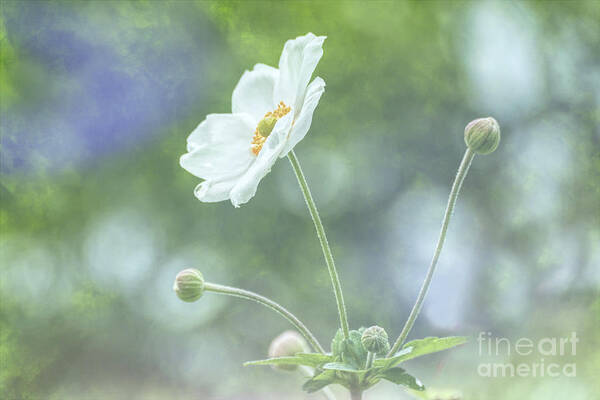 White Japanese Anenome Art Print featuring the photograph White Japanese Anenome by Lynn Bolt