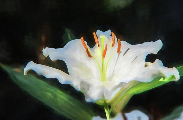 White Lily Art Print featuring the photograph White Lily by Alan Goldberg