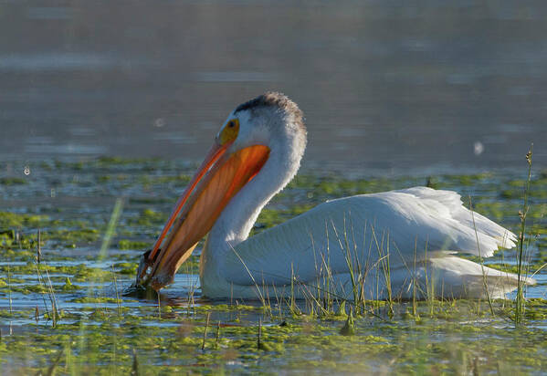 Pelican Art Print featuring the photograph White Pelican with Fish by Rick Mosher