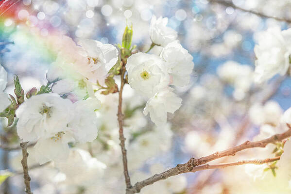 White Spring Blossoms 07 Art Print featuring the photograph White Spring Blossoms 07 by Lightboxjournal