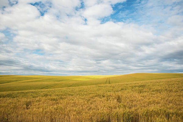 Wide Sky Rolling Wheat Art Print featuring the photograph Wide Sky Rolling Wheat by Tom Cochran