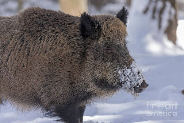 Mammal Art Print featuring the photograph Wild Boar In The Snow by Bob Gibbons/science Photo Library