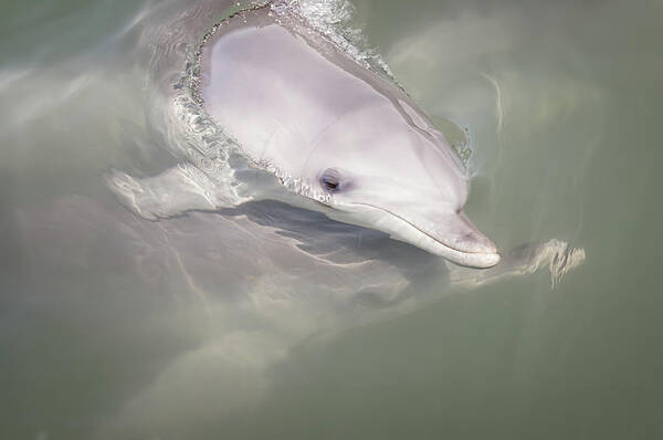 Animal Themes Art Print featuring the photograph Wild Bottle-nose Dolphins by Chantal Steyn Photography