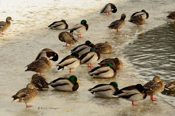 Wild Ducks Art Print featuring the photograph Wild Ducks Resting on Ice by Kae Cheatham