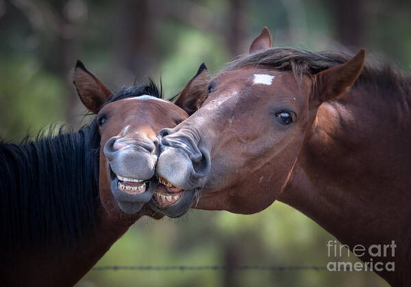 Horse Art Print featuring the photograph Wild Horse Smiles by Lisa Manifold