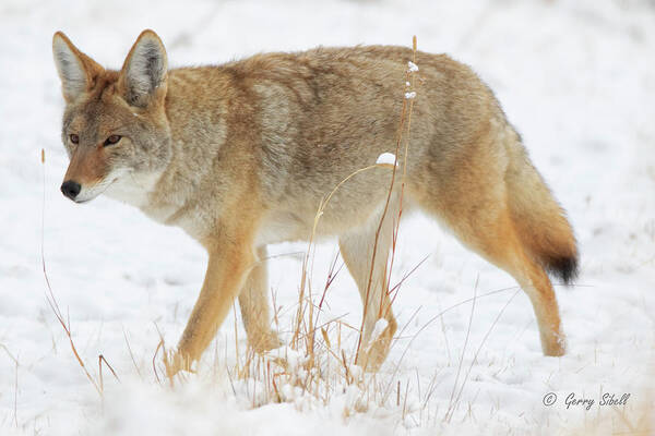 Nature Art Print featuring the photograph Wiley E. Coyote by Gerry Sibell