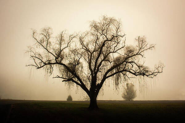 Willow Art Print featuring the photograph Willow in Fog by Douglas Wielfaert