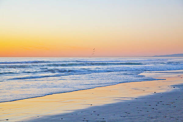 California Beach Art Print featuring the photograph Wind n Sea Bird Flight at Sunset by Catherine Walters