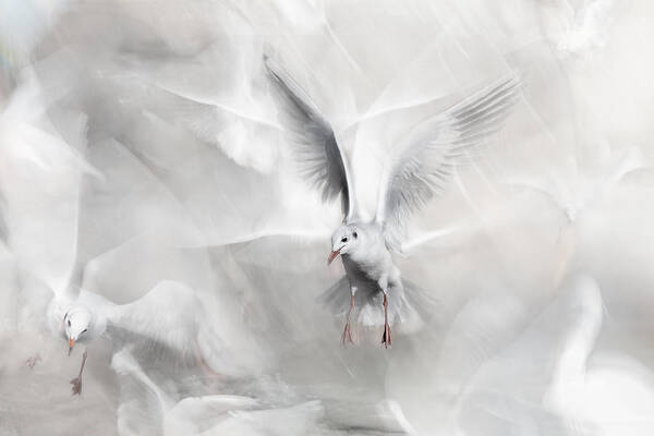 Seagull Art Print featuring the photograph Winds Of Freedom by Martine Benezech