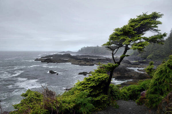 Wild Pacific Trail Art Print featuring the photograph Windswept Spruce along the Wild Pacific Trail by Scenic Edge Photography
