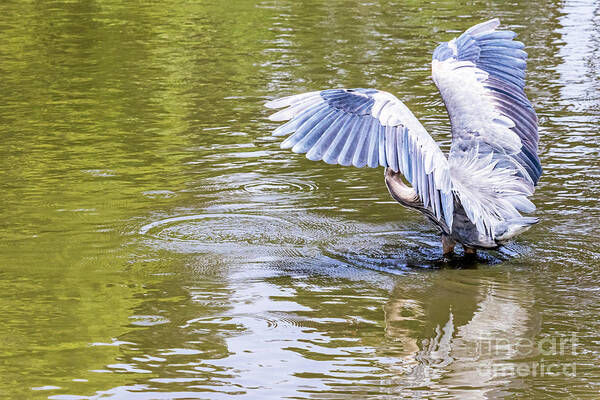 Great Blue Heron Art Print featuring the photograph Wing Exercise by Kate Brown