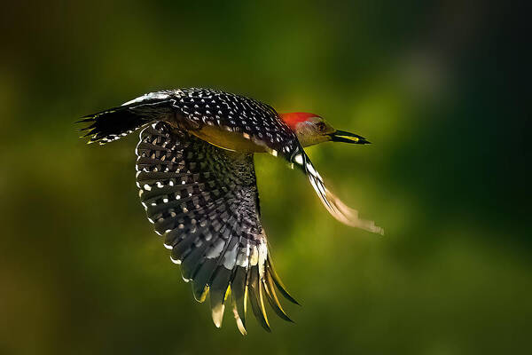 Red-bellied Art Print featuring the photograph Wings Of Woodpecker by Jianping Yang