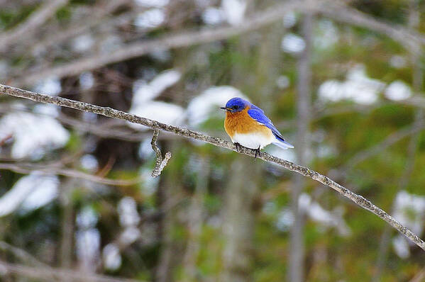 Bird Art Print featuring the photograph Winter Blue by Rockybranch Dreams