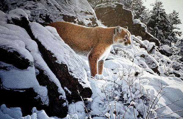 A Mountain Lion Looks Out From Its Resting Spot Art Print featuring the painting Winter Lookout- Cougar by Ron Parker