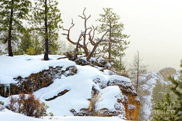 Ponderosa Pine Trees Art Print featuring the photograph Winter Snow Rocky Cliff Fallen Pine by Robert C Paulson Jr